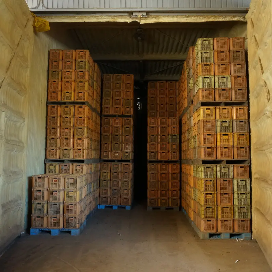 蜜芋オーナー【おいも株】|紅はるかコース(他商品との同時購入不可)