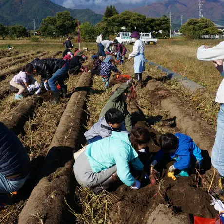 蜜芋オーナー【おいも株】|紅はるかコース(他商品との同時購入不可)