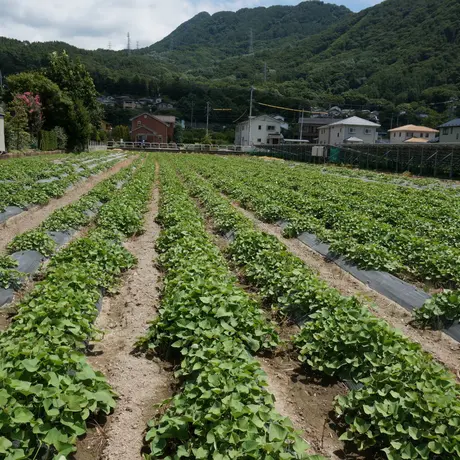 蜜芋オーナー【おいも株】｜紅はるかコース（他商品との同時購入不可）